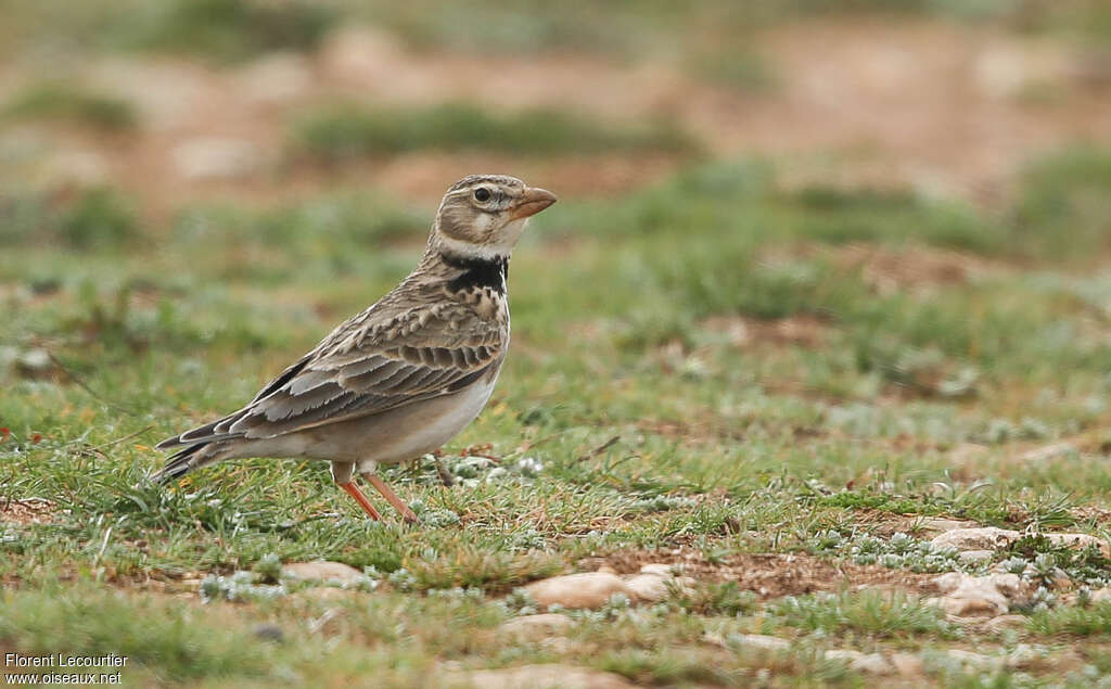 Alouette calandre mâle adulte, identification