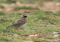 Calandra Lark