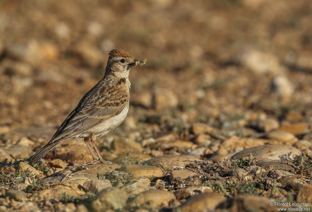 Greater Short-toed Larkadult