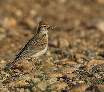 Greater Short-toed Lark