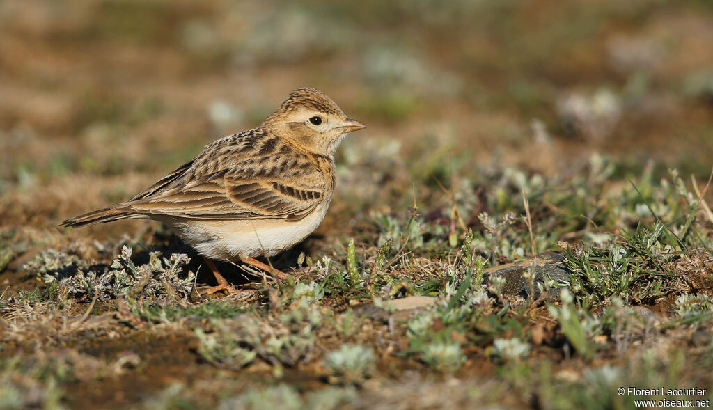 Greater Short-toed Larkadult