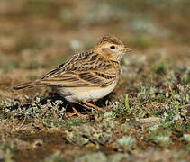 Greater Short-toed Lark