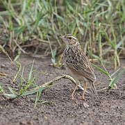 Indochinese Bush Lark