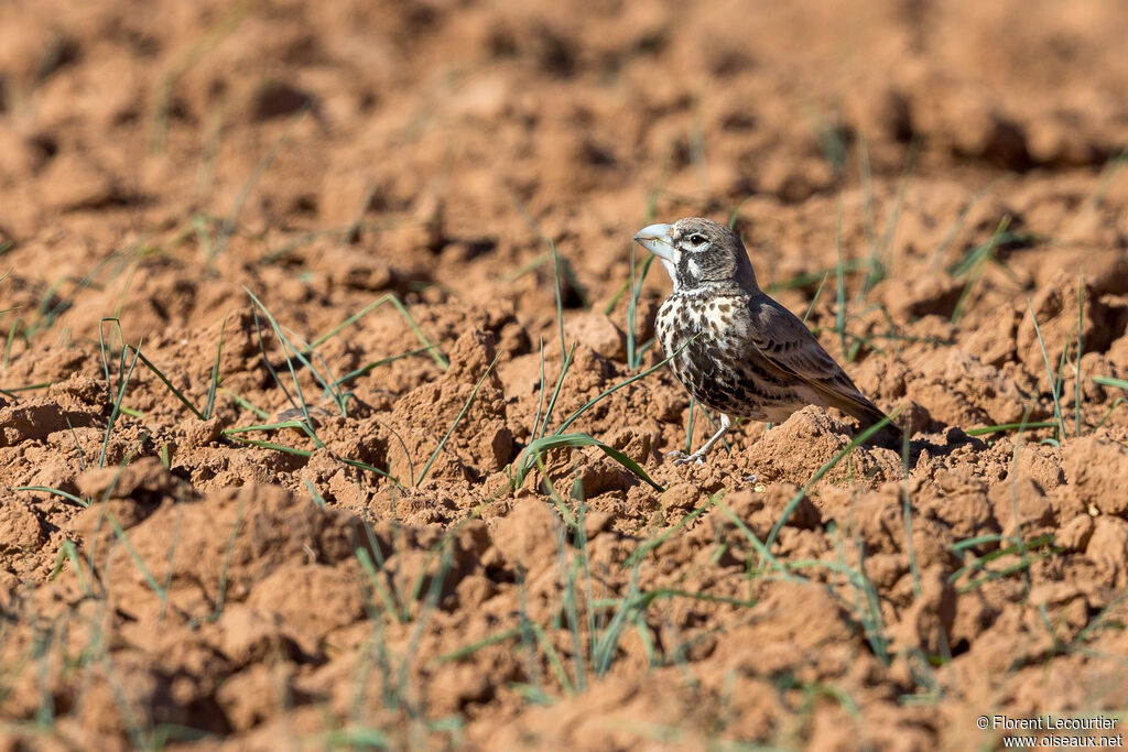 Thick-billed Lark male