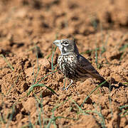 Thick-billed Lark