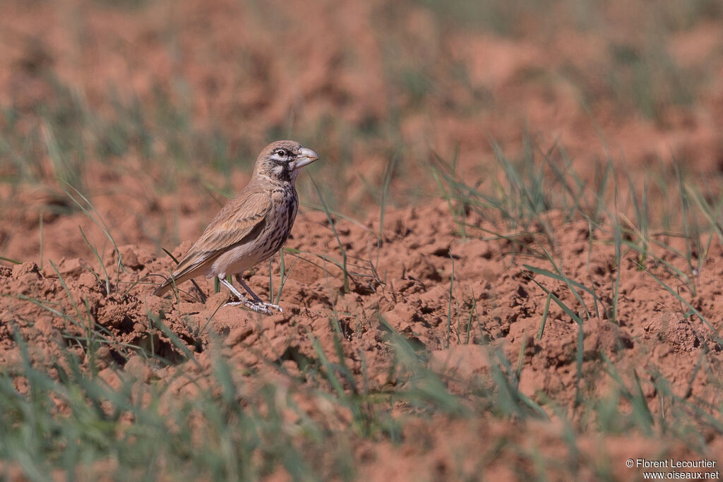 Thick-billed Lark