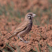 Thick-billed Lark