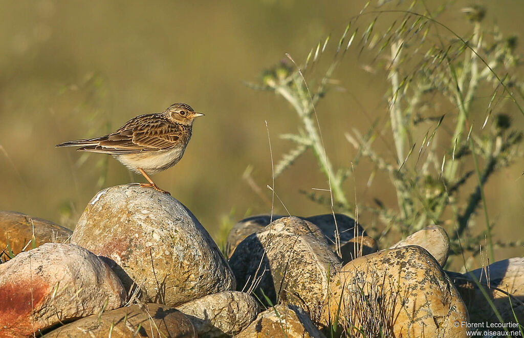 Eurasian Skylark