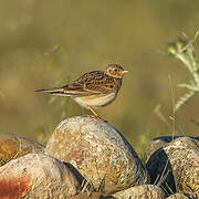 Eurasian Skylark