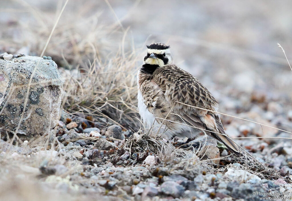 Horned Lark