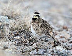 Horned Lark