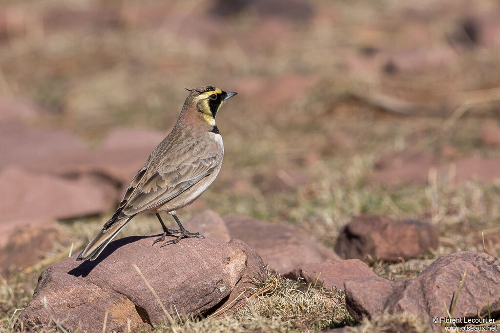 Horned Lark