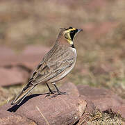 Horned Lark