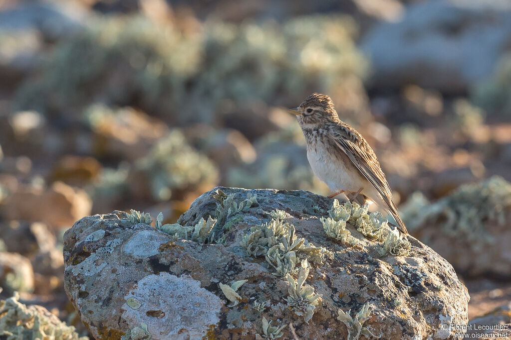 Alouette pispolette