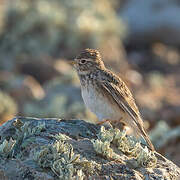 Mediterranean Short-toed Lark