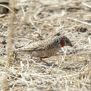 Cut-throat Finch