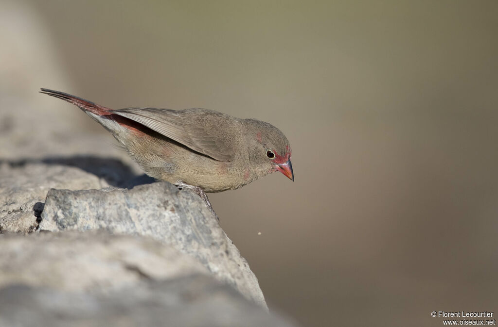 Red-billed Firefinch female