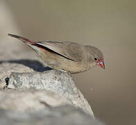 Red-billed Firefinch