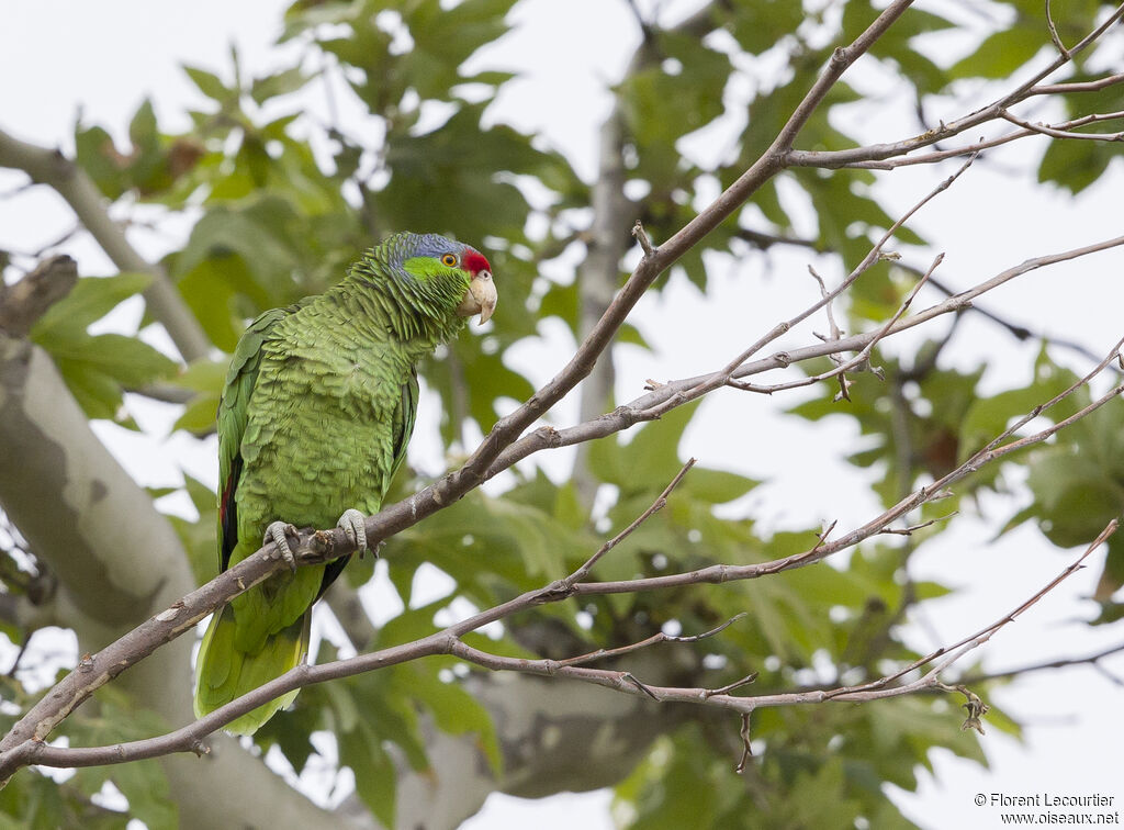 Amazone à couronne lilas