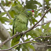 Lilac-crowned Amazon