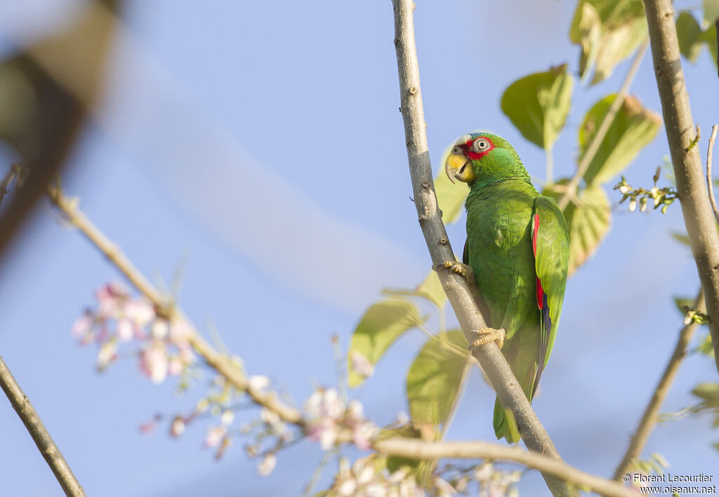 White-fronted Amazon