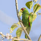 Amazone à front blanc