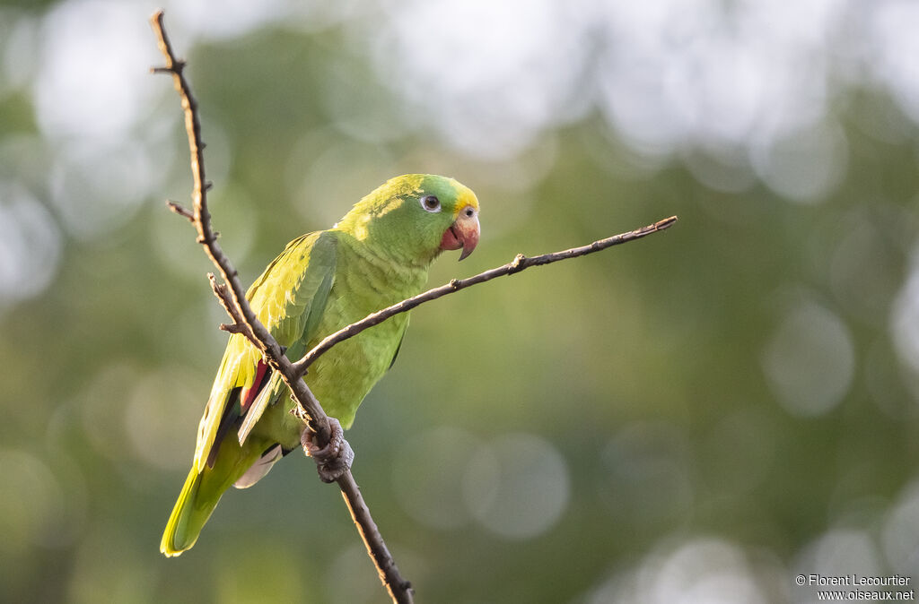 Yellow-crowned Amazon