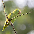 Amazone à front jaune