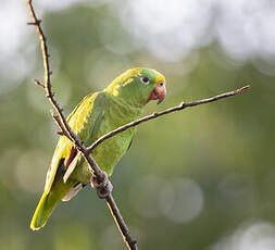 Amazone à front jaune