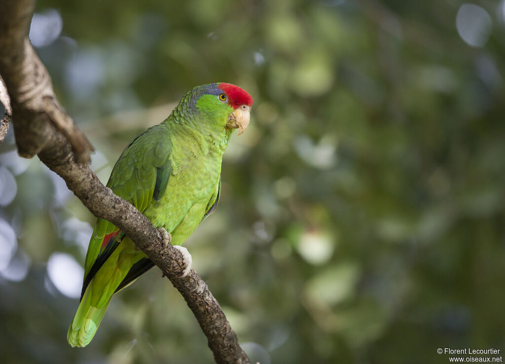 Red-crowned Amazon