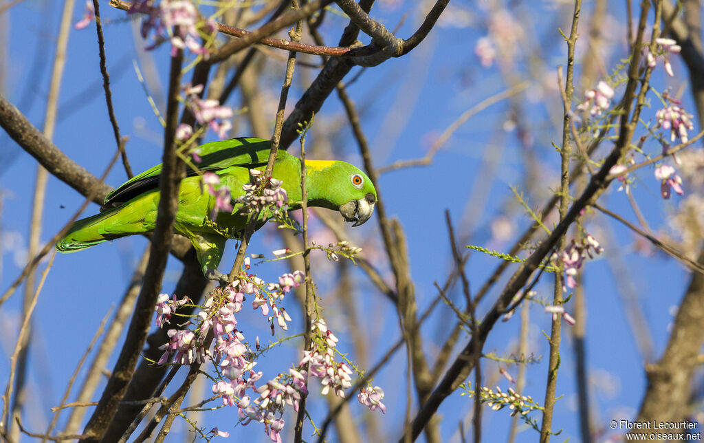 Yellow-naped Amazon