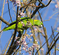 Yellow-naped Amazon