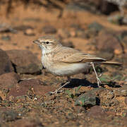 Bar-tailed Lark