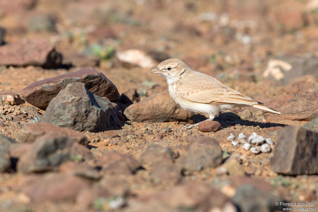 Bar-tailed Lark