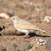 Bar-tailed Lark