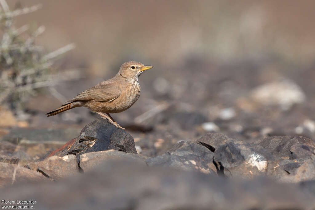 Desert Larkadult, identification