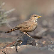 Desert Lark