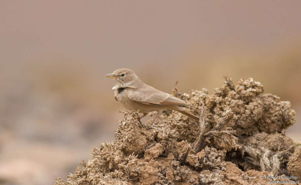 Desert Lark