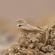 Desert Lark