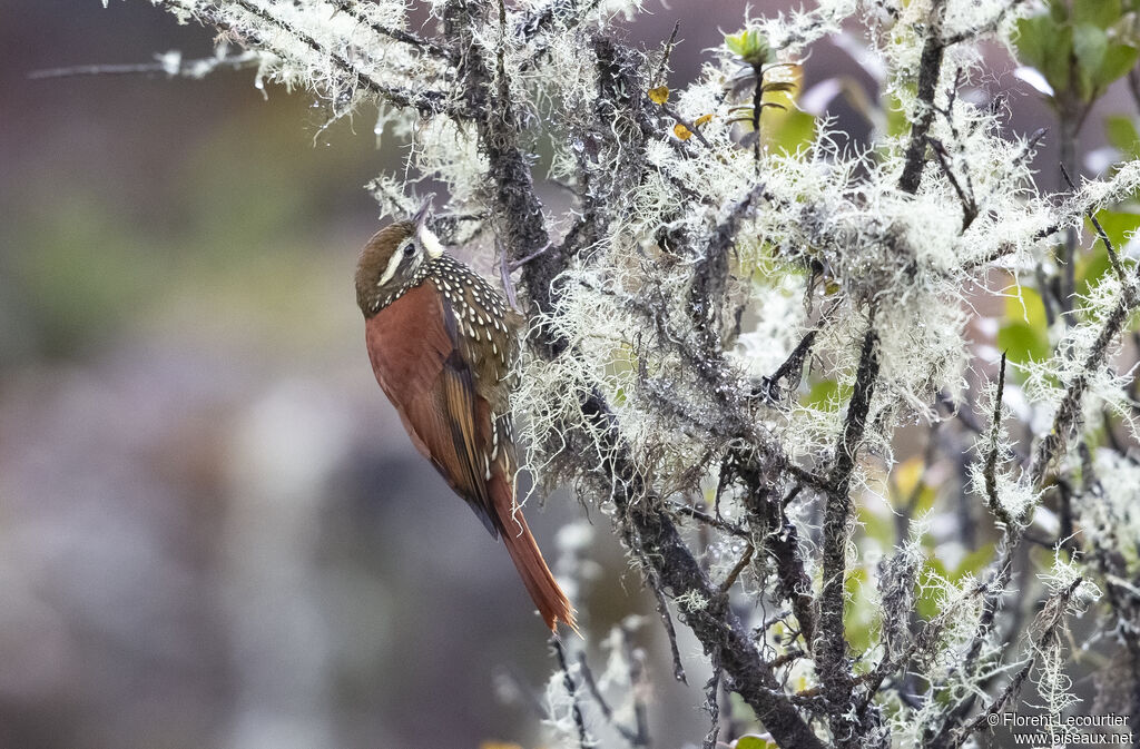 Pearled Treerunner