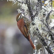 Pearled Treerunner