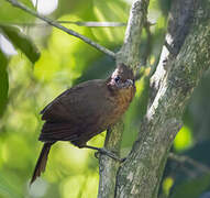 Santa Marta Foliage-gleaner