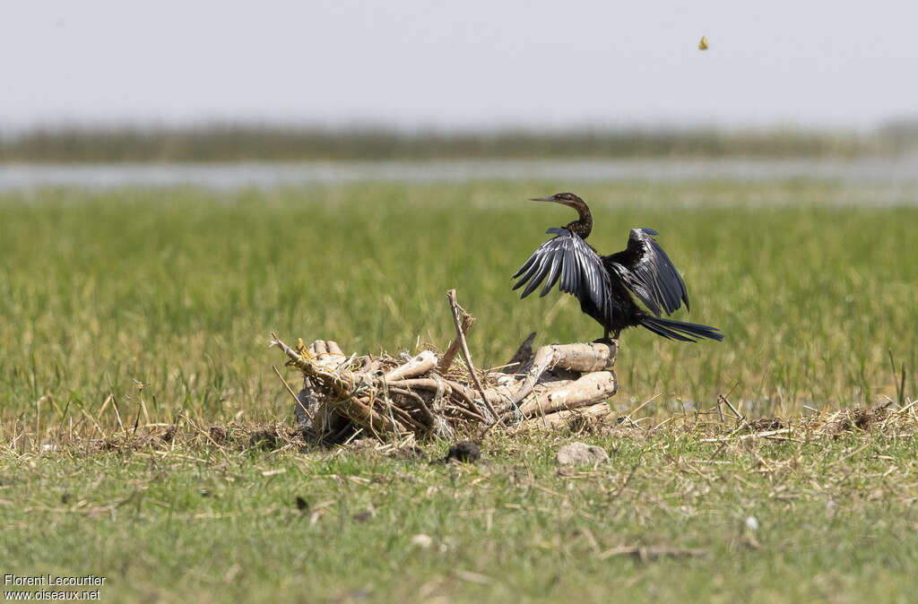 Anhinga d'Afrique