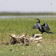 Anhinga d'Afrique