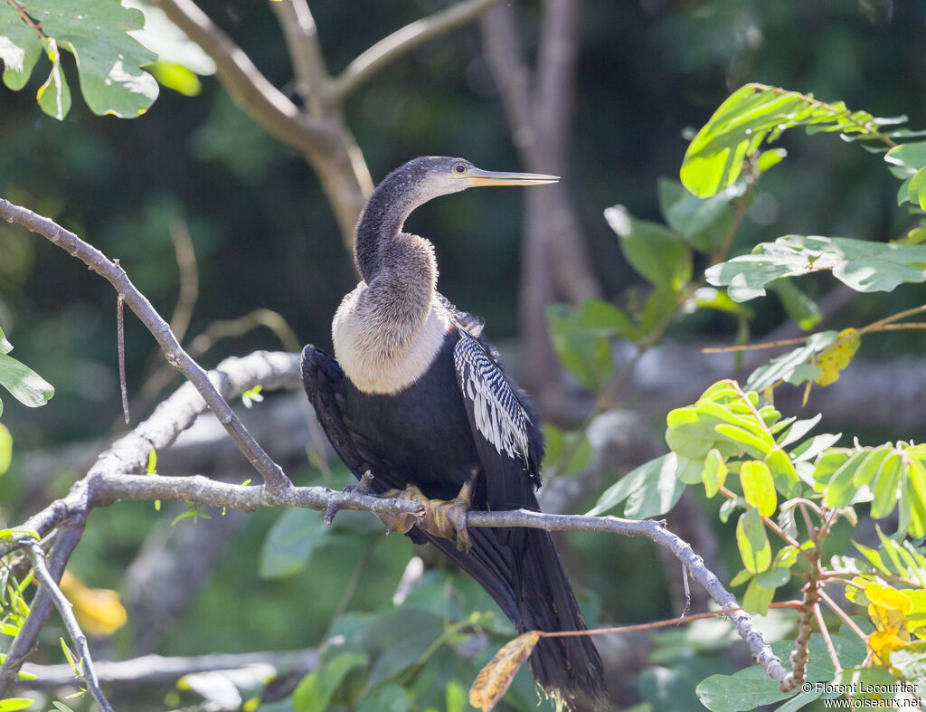 Anhinga d'Amérique