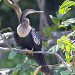 Anhinga d'Amérique