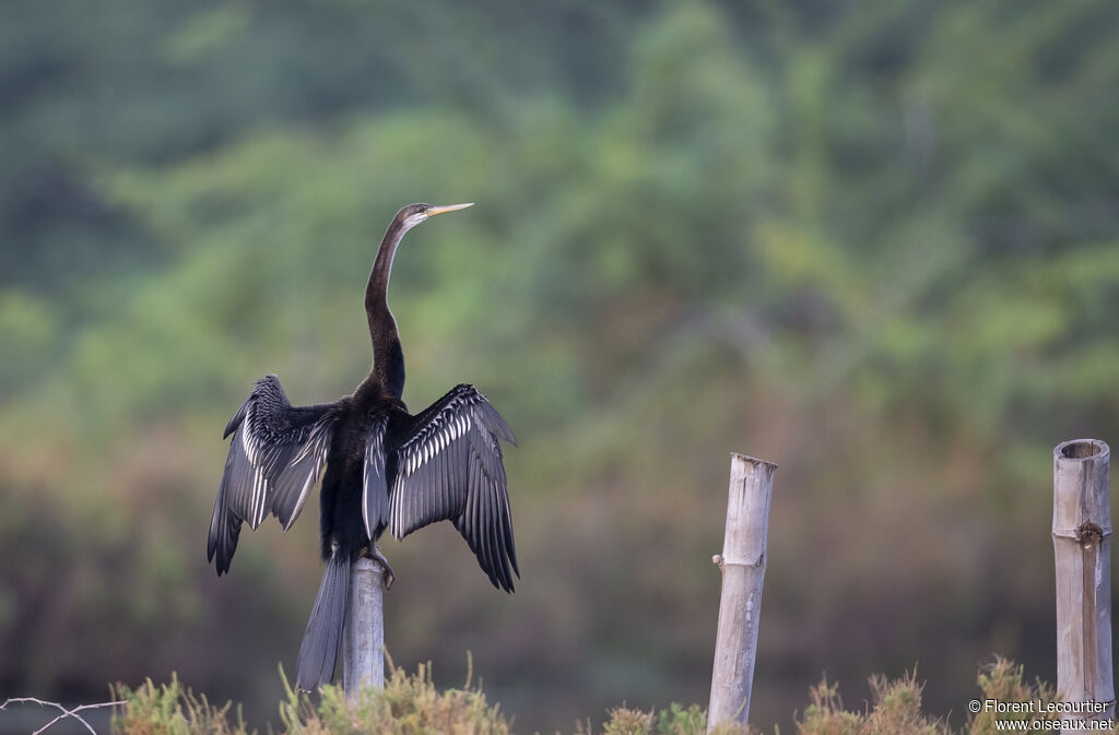 Anhinga roux