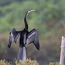 Anhinga roux