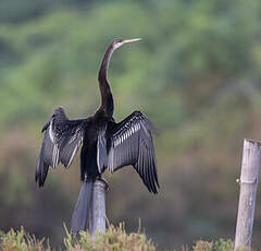 Anhinga roux