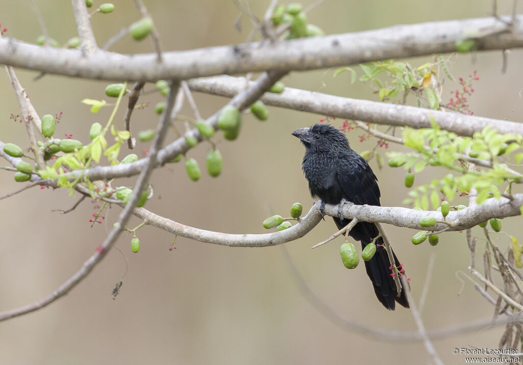 Groove-billed Ani